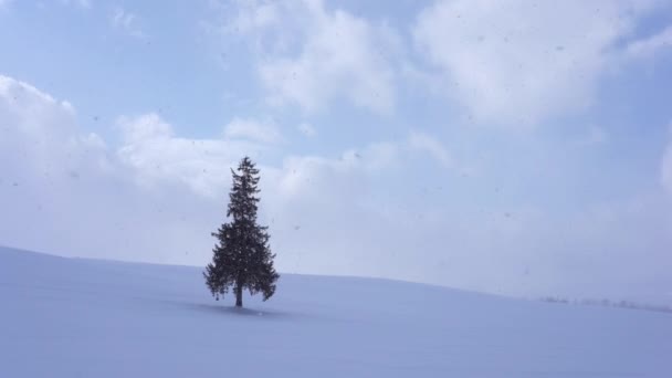 Einsamer Nadelbaum Auf Schneebedecktem Hügel Hokkaido Japan — Stockvideo