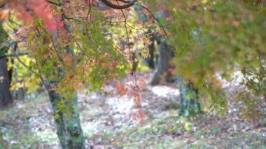 güzel yeşil ağaçlar dalları doğal yakın çekim görüntüleri