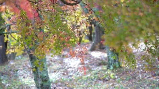 Images Gros Plan Pittoresques Belles Branches Arbres Verts — Video