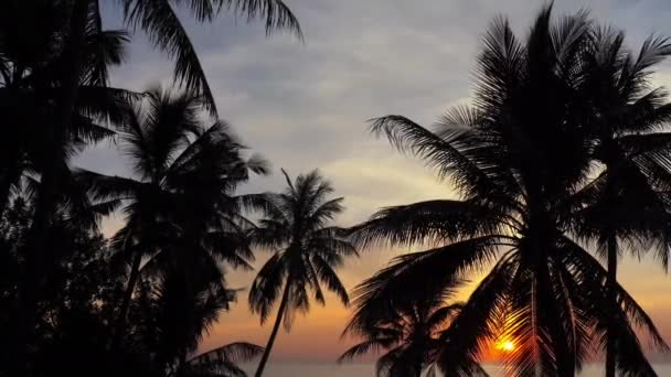 Vista Dal Basso Filmato Palme Davanti Cielo Del Tramonto — Video Stock