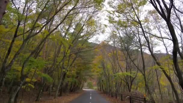 Plans Rapprochés Magnifiques Branches Arbres Automnaux — Video