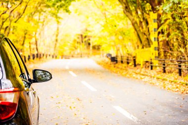 Sonbahar ormandaki yolda araba