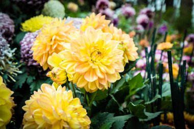 Bahçedeki renkli çiçek.