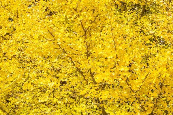 Árbol de hoja de ginkgo amarillo — Foto de Stock