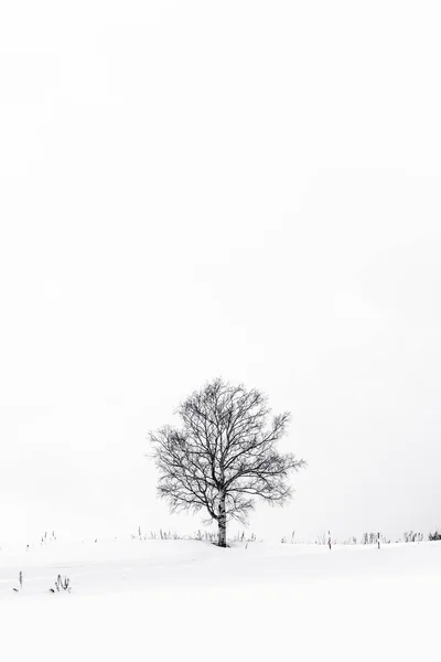 Hermoso paisaje con árbol solitario en la temporada de invierno de nieve —  Fotos de Stock