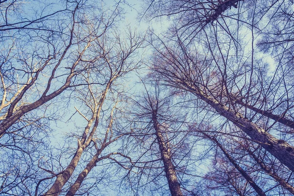 Bela paisagem de árvore de anjo baixo e ramo com céu backgr — Fotografia de Stock