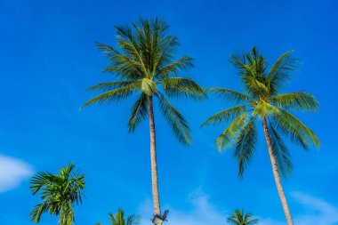 Mavi gökyüzü güzel Hindistan cevizi hurma ağacı