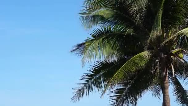 Imágenes Vista Inferior Palmera Frente Cielo — Vídeos de Stock