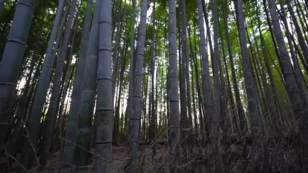 Vista Dal Basso Filmato Foresta Bambù Verde — Video Stock