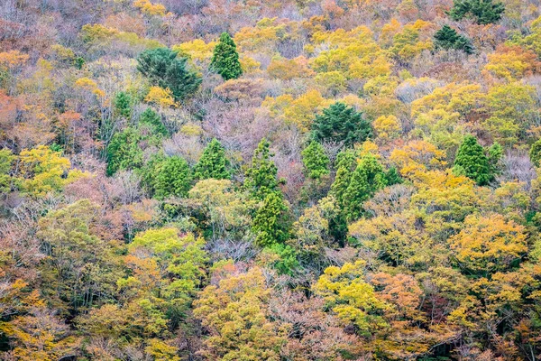 Hermoso paisaje un montón de árboles con hojas de colores alrededor de la —  Fotos de Stock