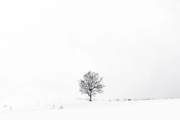 ภูมิทัศน์ที่สวยงามกับต้นไม้ที่โดดเดี่ยวในฤดูหนาวหิมะ — ภาพถ่ายสต็อก