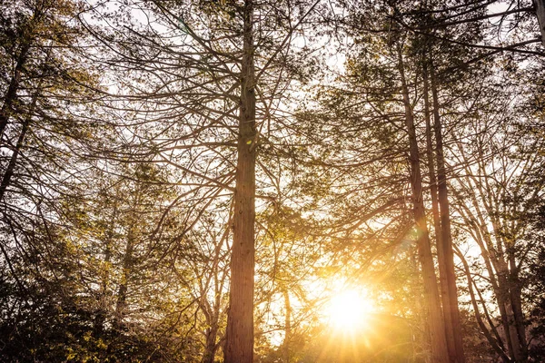 Hermoso paisaje de árbol y bosque con luz solar —  Fotos de Stock