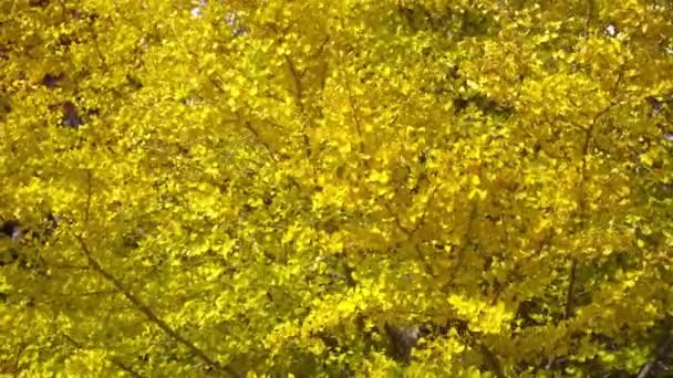 Pemandangan Close Cuplikan Yang Indah Pohon Musim Gugur Cabang — Stok Video