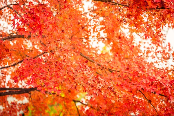 Schöner Ahornblattbaum in der Herbstsaison — Stockfoto