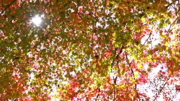 Güzel Sonbahar Ağaçları Dalları Doğal Yakın Çekim Görüntüleri — Stok video