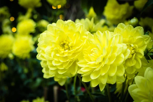 Flor colorida no jardim — Fotografia de Stock