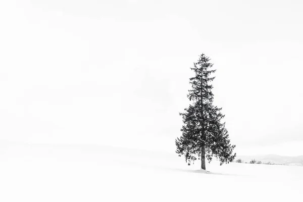 Krásné venkovní přírodní krajina s sám vánoční stromečky v — Stock fotografie
