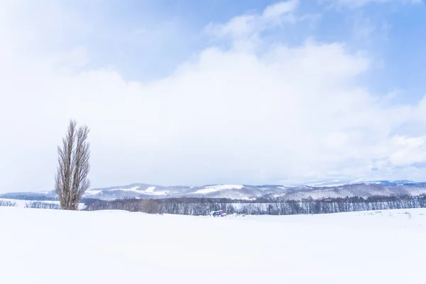 Beautiful outdoor nature landscape with tree of ken and mary in — Stock Photo, Image