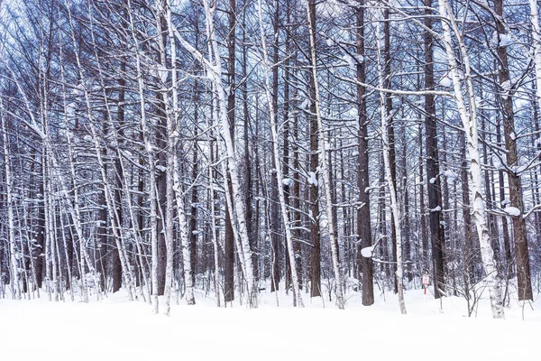 Όμορφο υπαίθριο τοπίο με δέντρο στις θάλασσες χειμώνα χιόνι — Φωτογραφία Αρχείου
