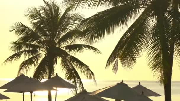 Bottom View Footage Palm Trees Front Sunset Sky — Stock Video