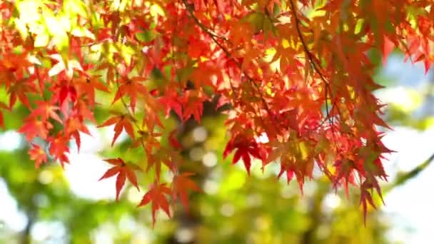 Schilderachtige Close Beelden Van Prachtige Herfst Bomen Takken — Stockvideo