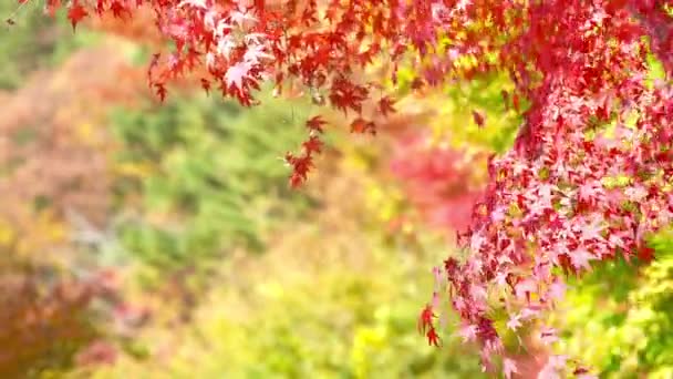 Szenische Nahaufnahmen Von Schönen Herbstlichen Bäumen Äste — Stockvideo