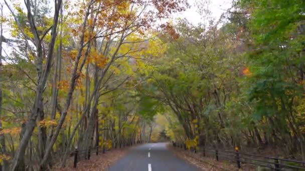 Imagens Close Cênicas Belos Galhos Árvores Verdes — Vídeo de Stock