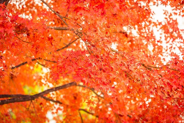 Красиве кленове листя дерева в осінній сезон — стокове фото