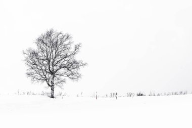 Yalnız ağaç içinde kar kış sezonu ile güzel manzara