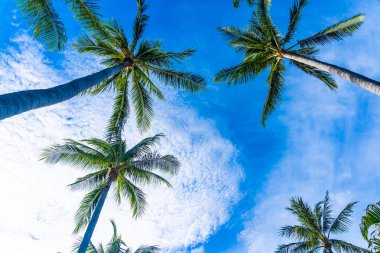 Mavi gökyüzü güzel Hindistan cevizi hurma ağacı