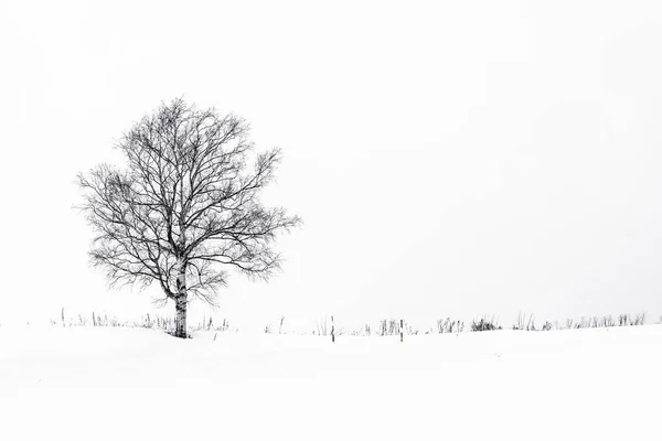 冬雪の中での孤独な木と美しい風景 — ストック写真