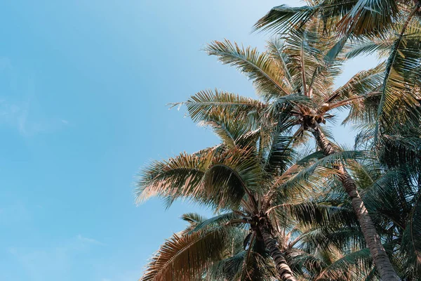 Hermosa naturaleza al aire libre con palmera de coco y hoja en azul — Foto de Stock