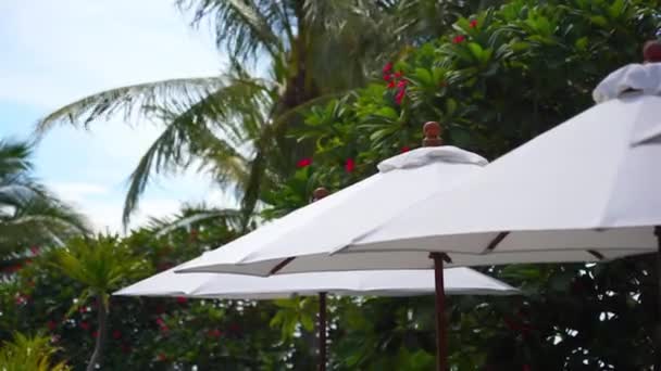 休暇のコンセプトの背景にヤシの木がある傘の映像 — ストック動画