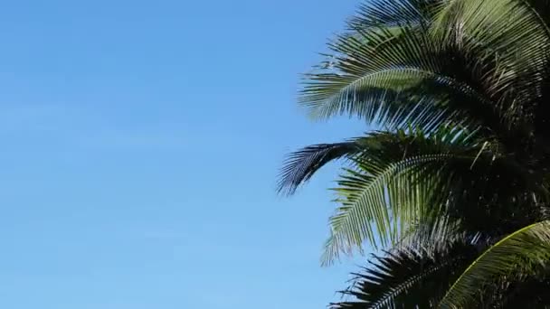 Imágenes Vista Inferior Palmera Frente Cielo — Vídeos de Stock