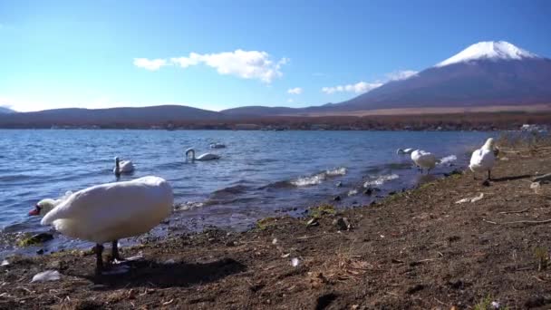 Imágenes Escénicas Hermosa Montaña Fuji Japón — Vídeo de stock