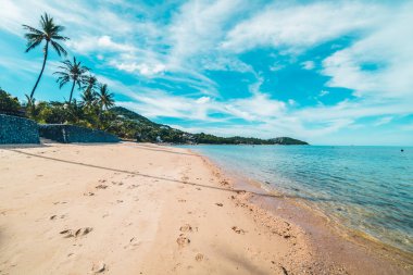 Güzel tropikal plaj deniz ve kum ile Hindistan cevizi palmiye ağacı üzerinde 