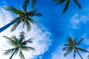 Mavi gökyüzü güzel Hindistan cevizi hurma ağacı