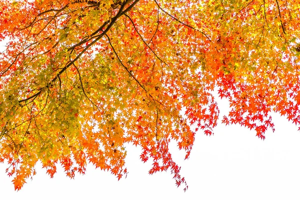 Szép piros és zöld juharlevél fa — Stock Fotó