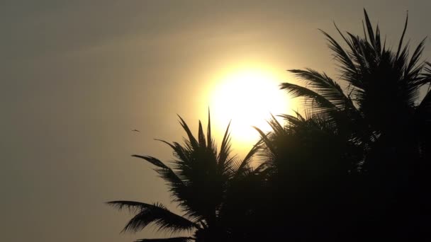 Gün Batımı Gökyüzü Önünde Palmiye Ağaçlarının Alt Görünümü Görüntüleri — Stok video
