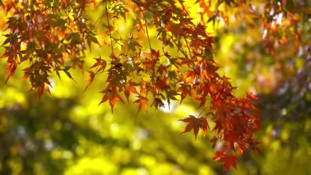 Szenische Nahaufnahmen Von Schönen Herbstlichen Bäumen Äste — Stockvideo