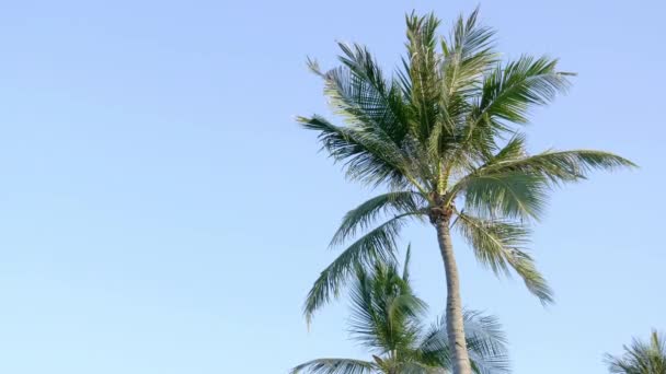 Imágenes Vista Inferior Palmeras Frente Cielo — Vídeos de Stock