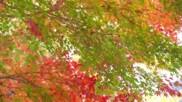 Güzel Sonbahar Ağaçları Dalları Doğal Yakın Çekim Görüntüleri — Stok video