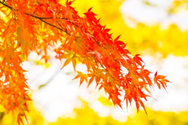 Ağacın güzel kırmızı ve yeşil akçaağaç yaprağı