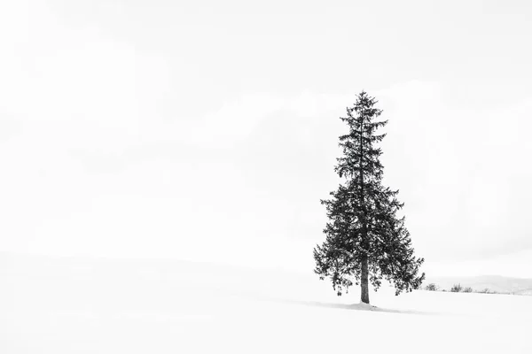 Krásné venkovní přírodní krajina s sám vánoční stromečky v — Stock fotografie