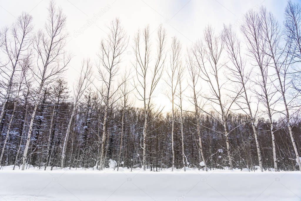 Beautiful outdoor nature landscape with tree in snow winter seas