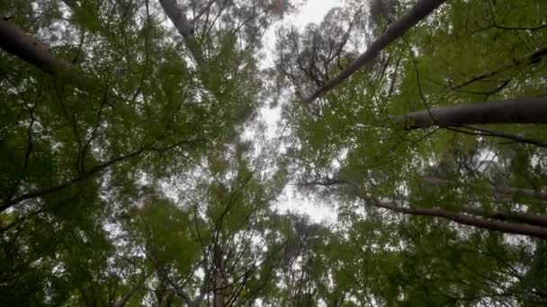 Bottenvy Bilder Grön Bambu Skog — Stockvideo
