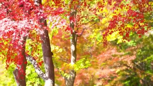 Мальовничі Крупним Планом Кадри Красивих Автентичних Гілок Дерев — стокове відео