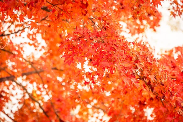 Schöner Ahornblattbaum in der Herbstsaison — Stockfoto