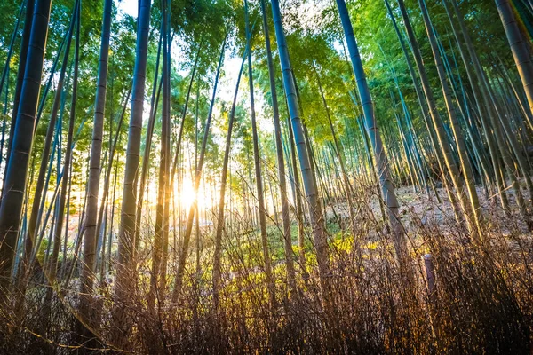 Krásný bambusový háj strom v arashiyama — Stock fotografie