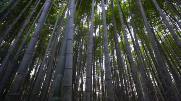 Scenic Bottom View Footage Beautiful Green Trees — Stock Video